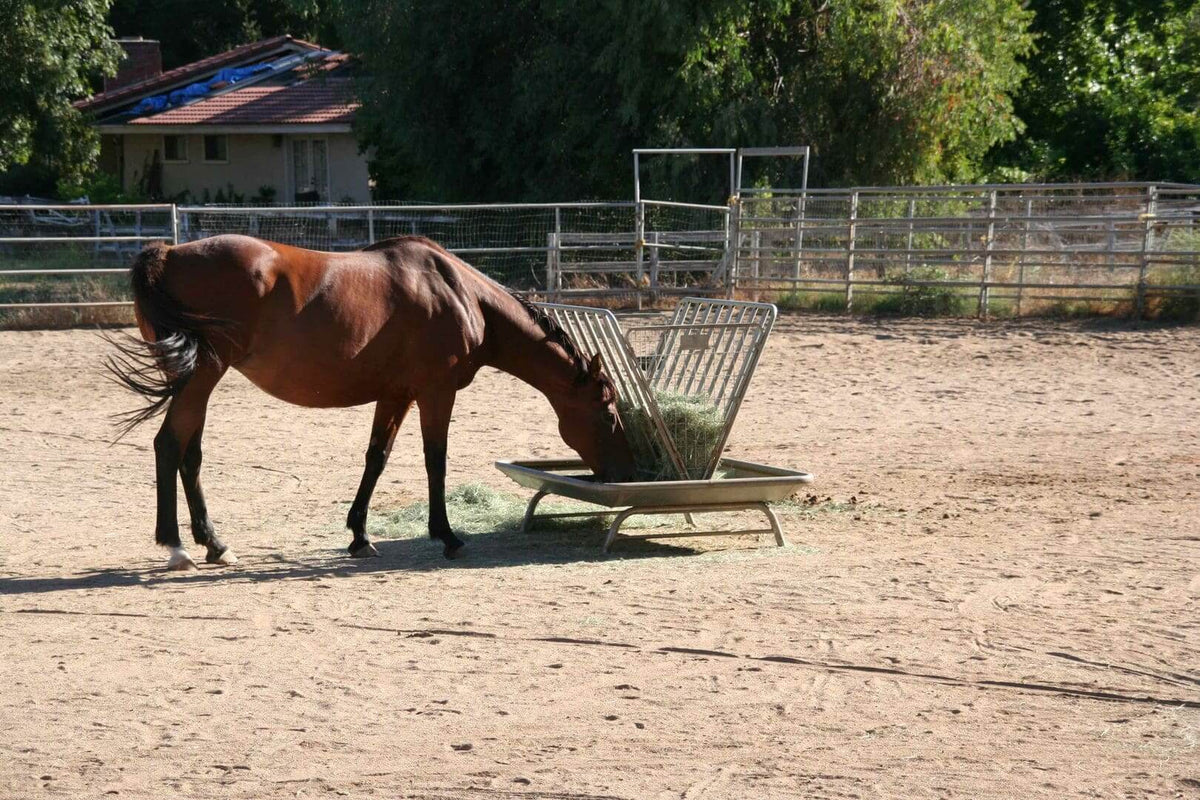 Heavy Duty Feeder — in use with livestock