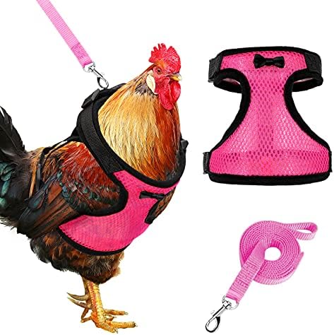 Chicken Harness & Leash (Pink & Blue Mix) in use - Chick Outfitters by Rugged Ranch