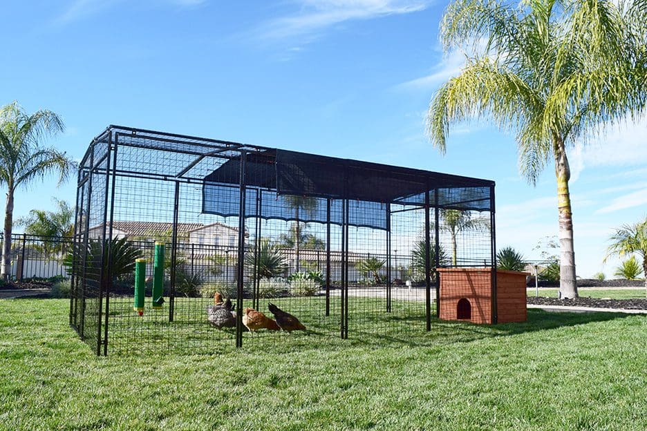 Omaha Chicken Coop Black/White in use with chickens - Wood Coops by Rugged Ranch