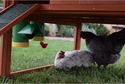Rugg'EGG' Ranch Silo Feeder 20 lbs in use - Poultry Supplies by Rugged Ranch