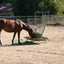 Heavy Duty Feeder — in use with livestock