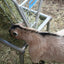 Heavy Duty Feeder with Lid — goat at feeder