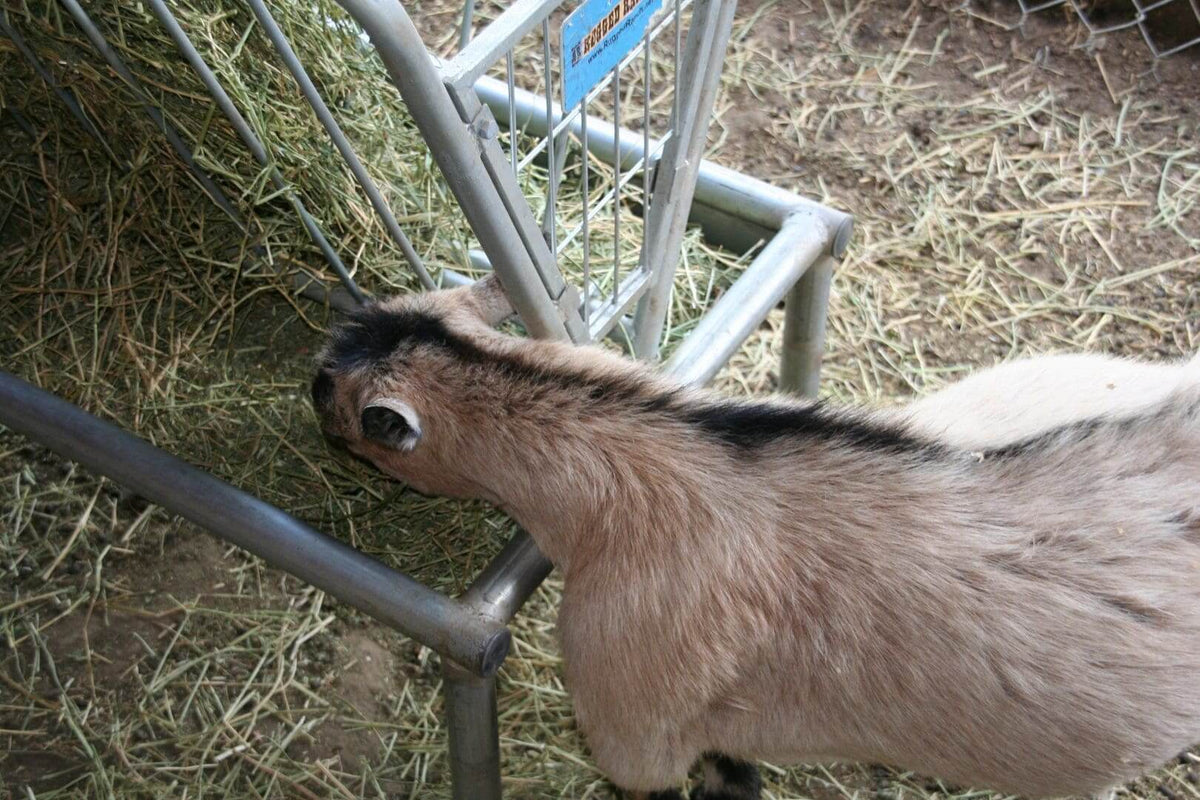 Heavy Duty Feeder with Lid — goat at feeder