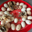 Chicks hatched beside the Rugg'EGG' Ranch 30 Egg Incubator Red - Rugged Ranch
