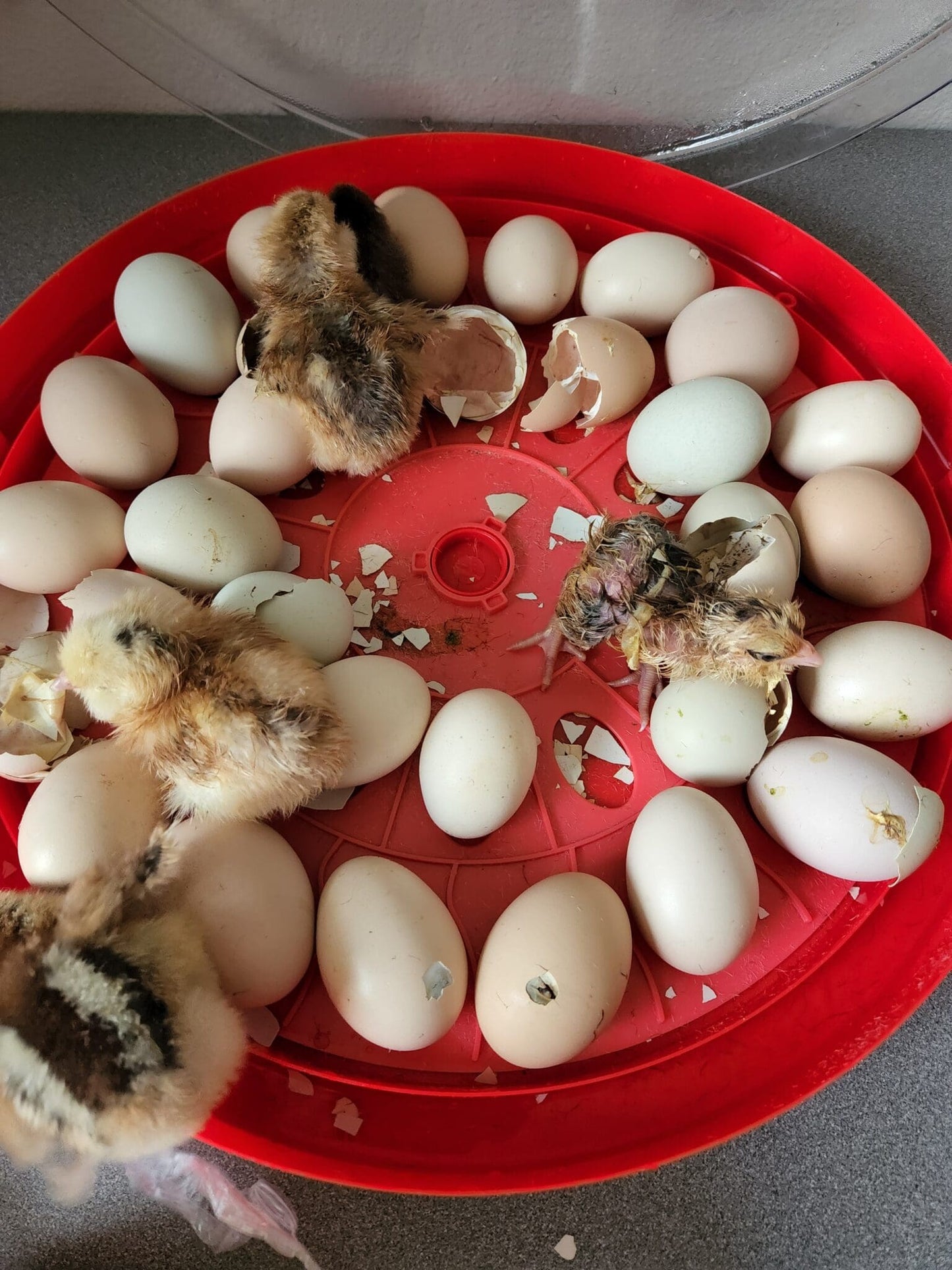 Chicks hatched beside the Rugg'EGG' Ranch 30 Egg Incubator Red - Rugged Ranch