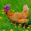 Fancy Hats Pink & Purple (2 Pack) front view - Chick Outfitters by Rugged Ranch