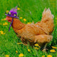 Fancy Hats Pink & Purple (2 Pack) front view - Chick Outfitters by Rugged Ranch