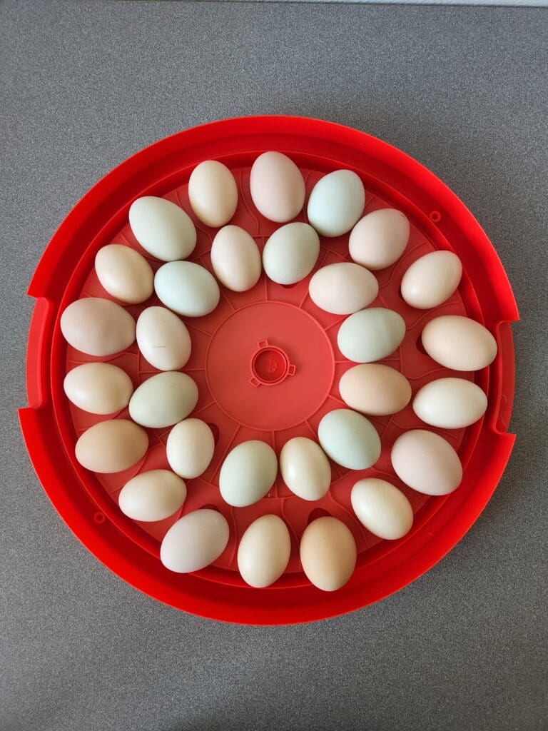 Rugg'EGG' Ranch 30 Egg Incubator Red detail - Rugged Ranch