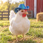 White chicken wearing the blue Chicken Cowboy Hat outdoors beside a coop