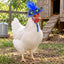 White chicken wearing the blue Fancy Chicken Hat beside a backyard coop