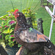 Chicken Comfort Saddle Camo front view - Chick Outfitters by Rugged Ranch