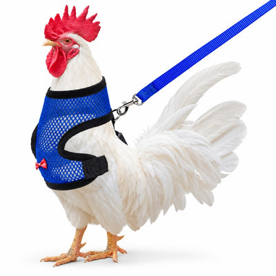 Chicken Harness & Leash (Pink & Blue Mix)
