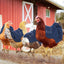 Chicken Saddle Denim dimensions overview - Chick Outfitters by Rugged Ranch