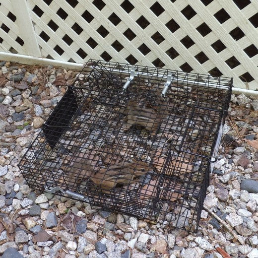 Chipmunkinator product photo - Humane Multi-Catch Live Chipmunk Trap by Rugged Ranch