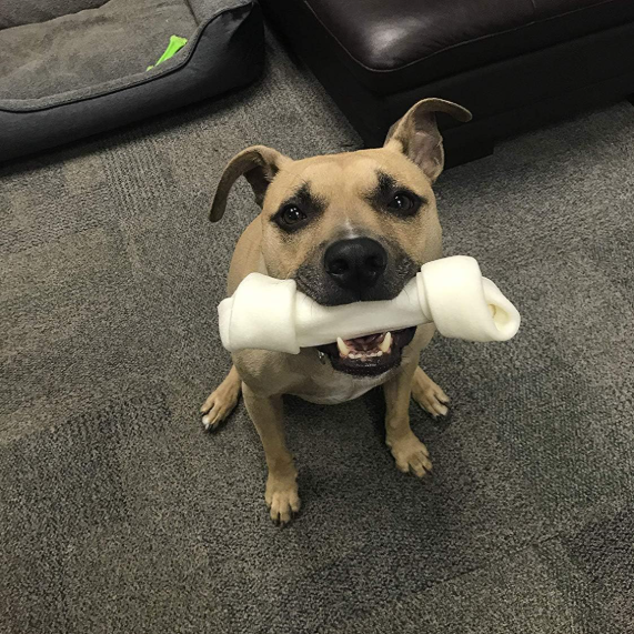 Dog chewing Rugged Ranch knotted rawhide bone