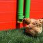 High-End Poultry Feed Saver in use with chickens - Poultry Supplies by Rugged Ranch