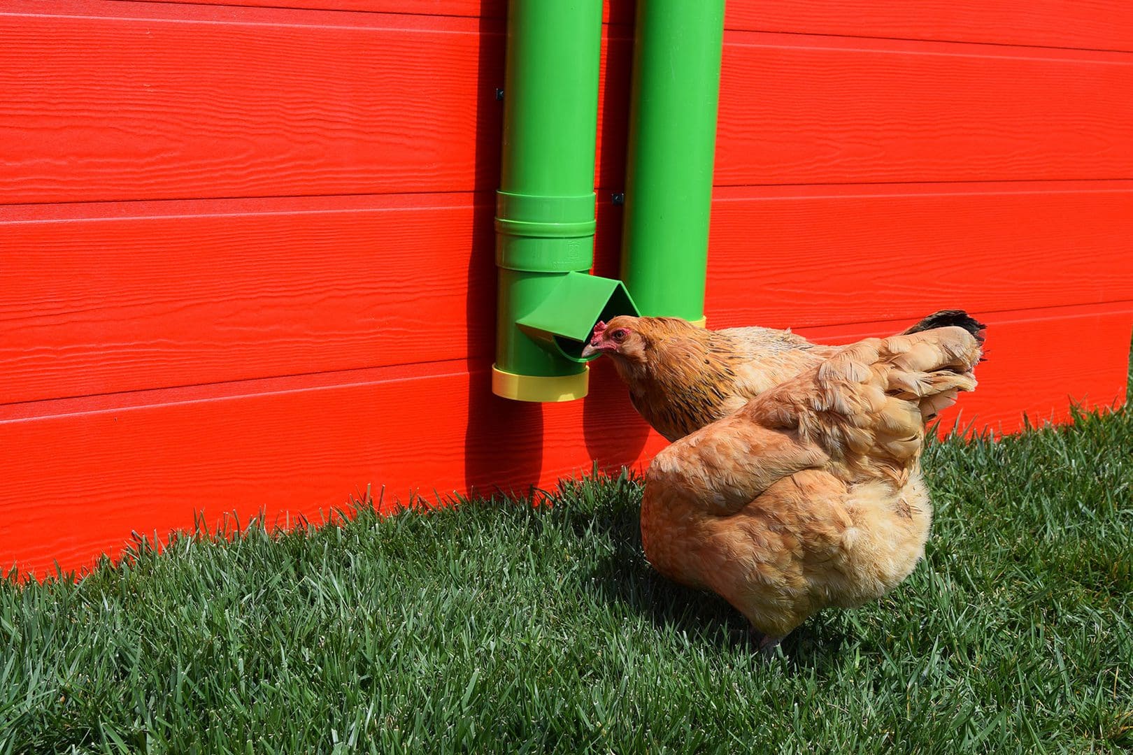 High-End Poultry Feed Saver in use with chickens - Poultry Supplies by Rugged Ranch
