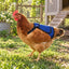 Hen wearing the plain blue Rugged Ranch chicken saddle outdoors