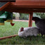 Rugg'EGG' Ranch Silo Feeder 20 lbs in use - Poultry Supplies by Rugged Ranch