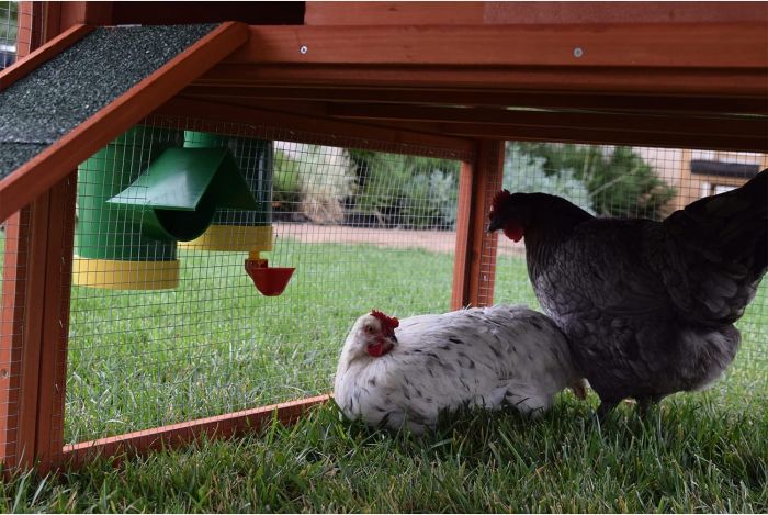 Rugg'EGG' Ranch Silo Feeder 20 lbs in use - Poultry Supplies by Rugged Ranch