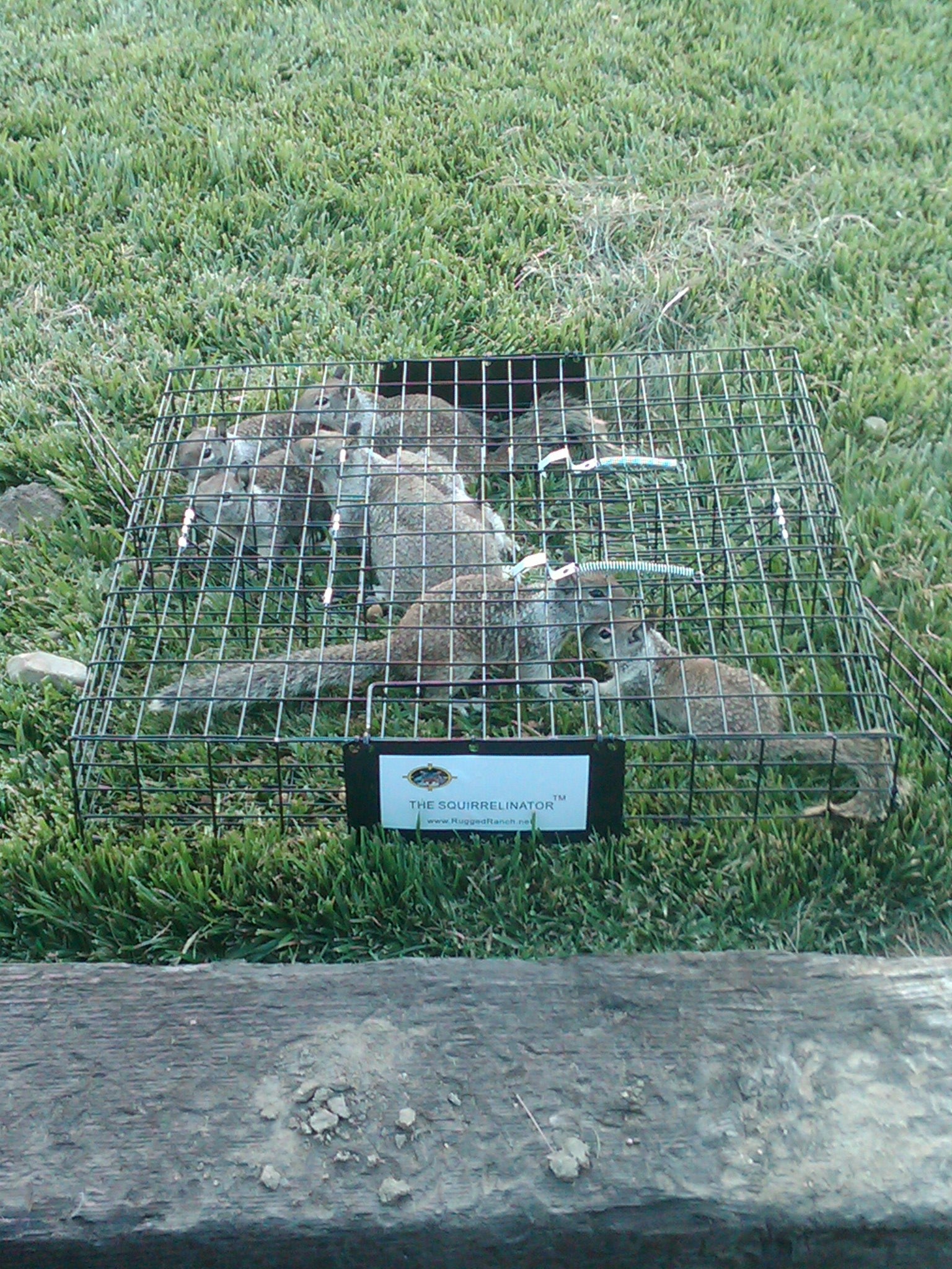 Squirrelinator product photo - Humane Multi-Catch Live Squirrel Trap by Rugged Ranch