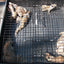 Squirrelinator front view - Humane Multi-Catch Live Squirrel Trap by Rugged Ranch