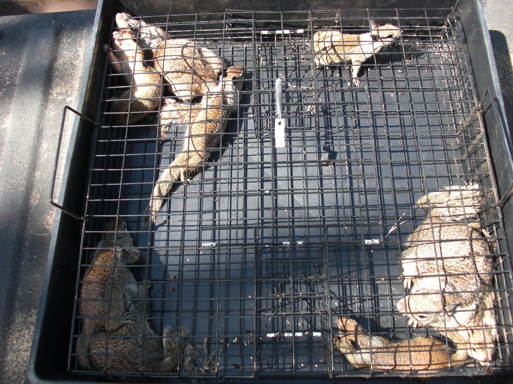 Squirrelinator front view - Humane Multi-Catch Live Squirrel Trap by Rugged Ranch